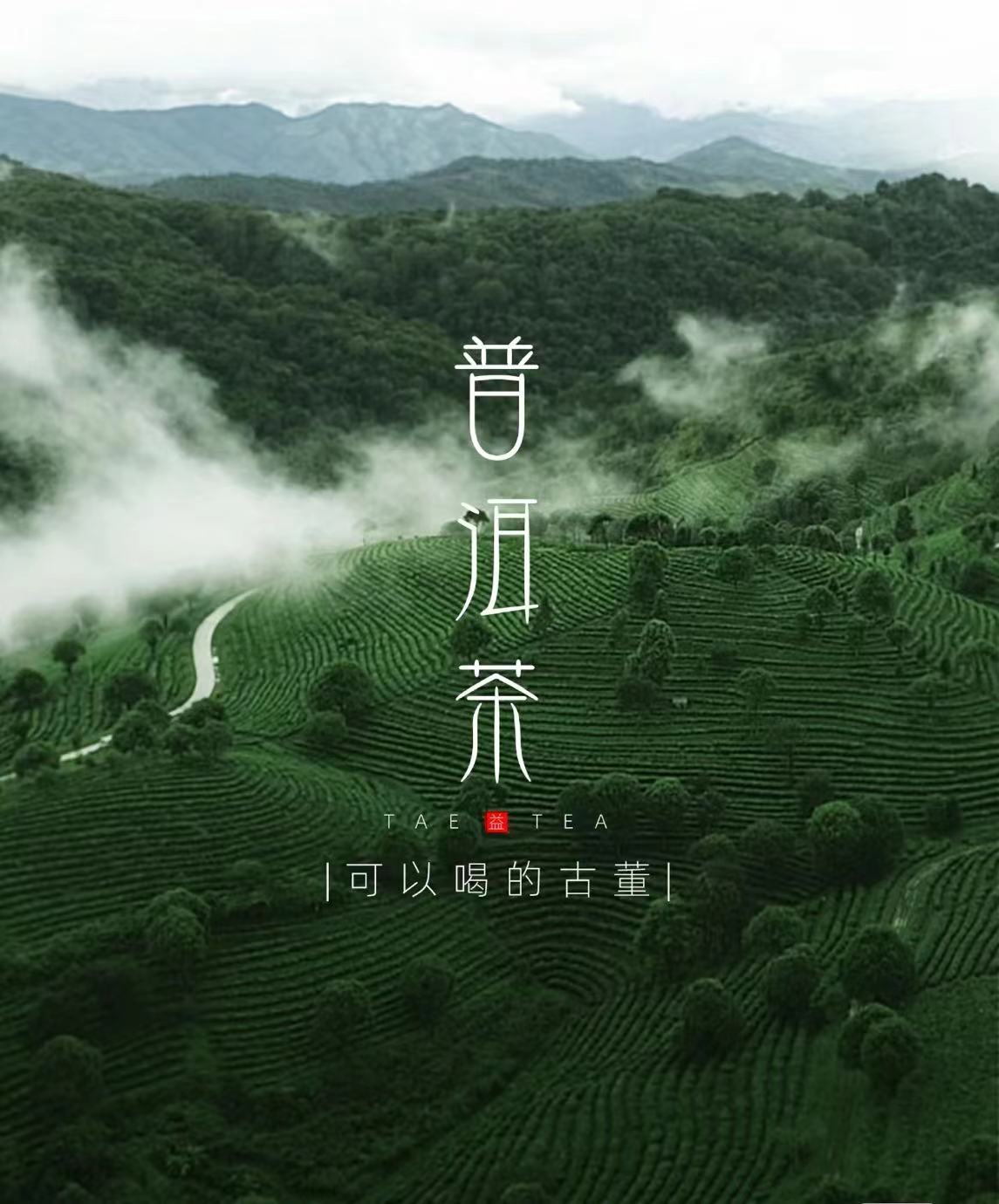 普洱茶